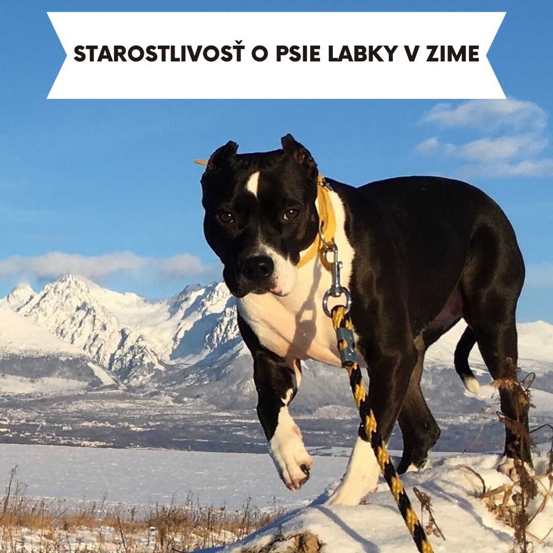 Starostlivosť o psie labky v zime